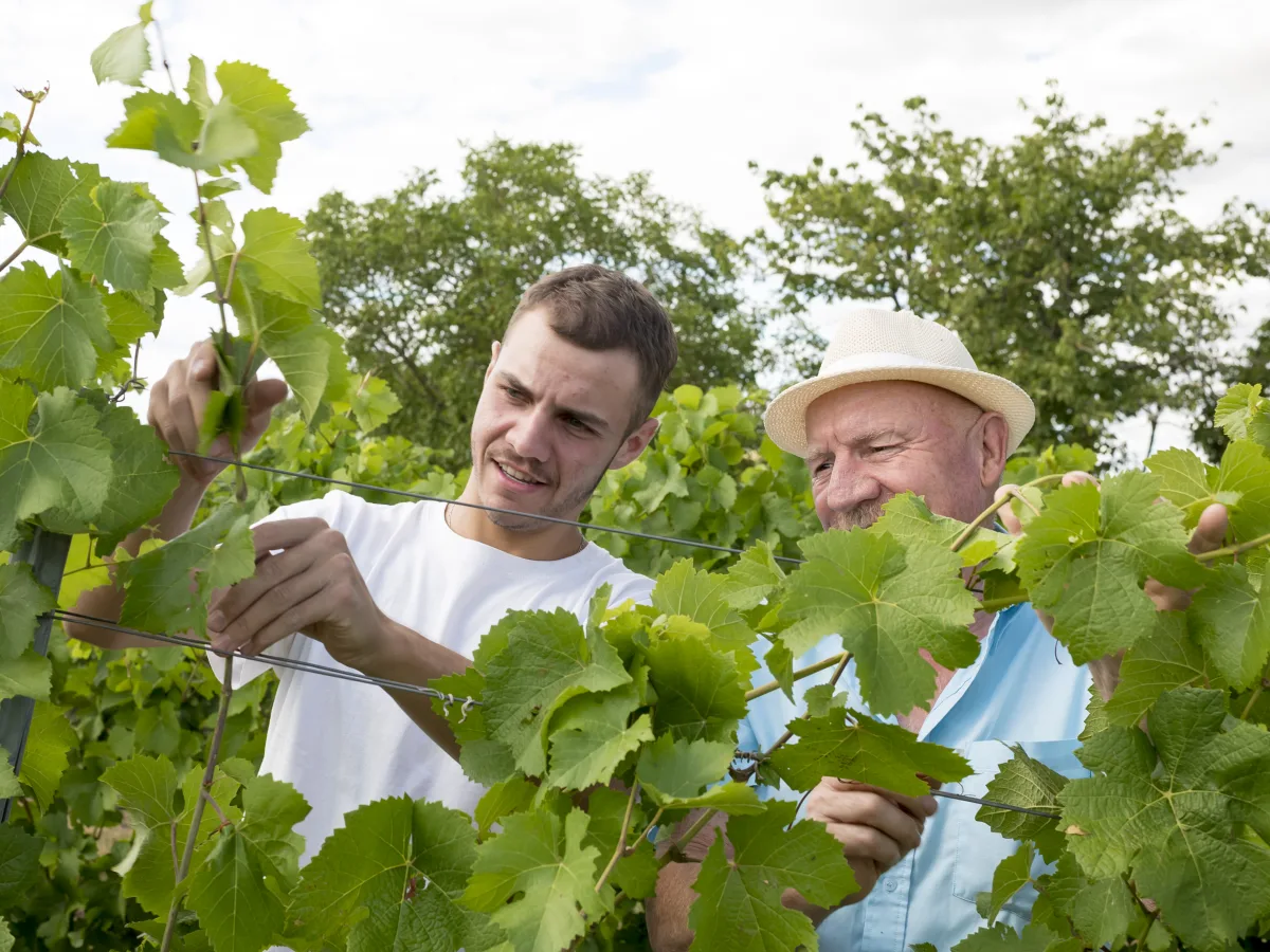 Un viticulteur montre un geste de palissage à un jeune apprenant, dans une vigne.